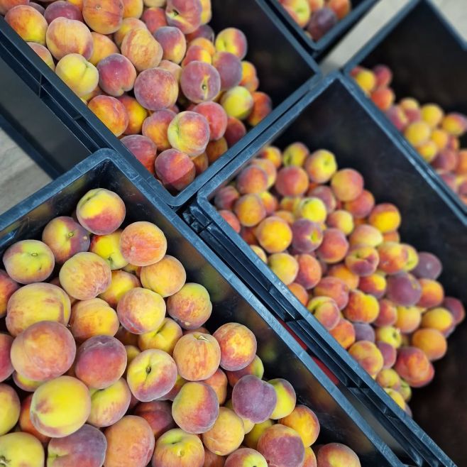 Tak máme nasbíráno a jde se vařit! Ochutnejte náš nejlepší broskvový džem a sirup🙂