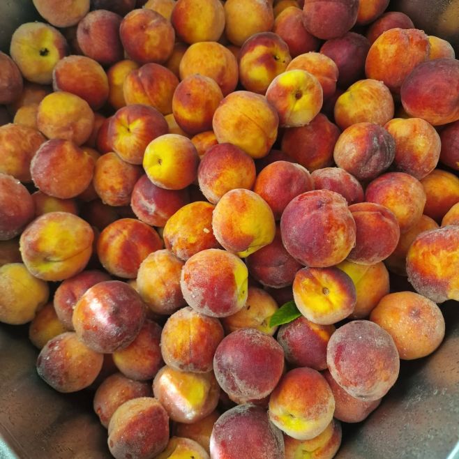 Broskve z naší zahrady v Obřanech na ten nejlepší broskvový sirup☺️.