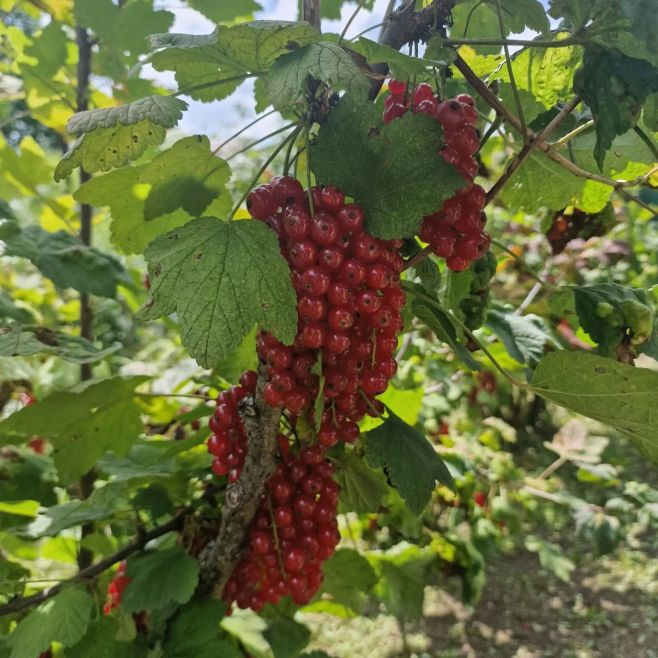 Náš krásný domácí rybíz do sirupů a pečených čajů🙂